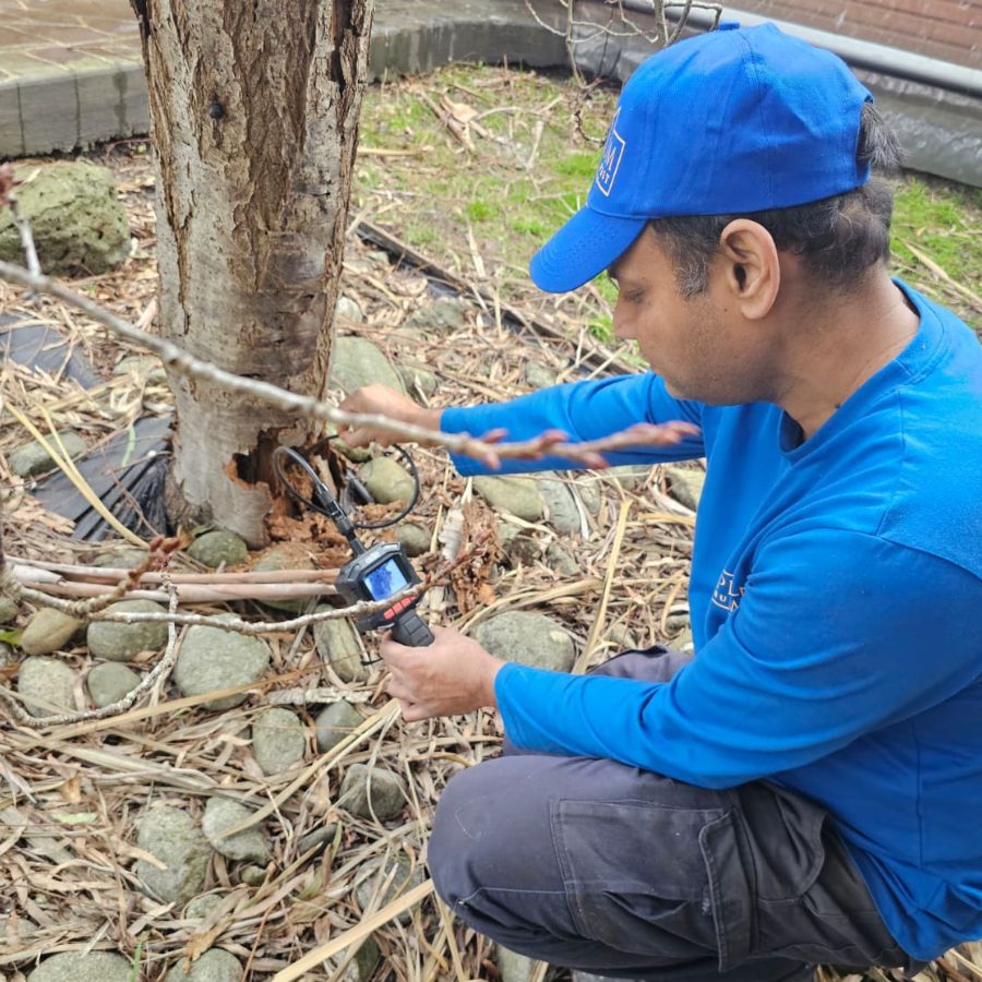 Termite Control